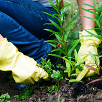 Weeding & Pruning Brixton