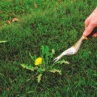 Weeding & Pruning Brixton